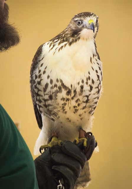 The younger of the two red-tailed hawks (one year old). This was the eastern one.