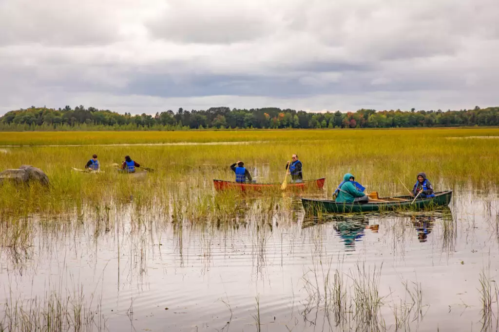 With the end of summer winding down and the fall season approaching it only means one thing to both Native American communities here in Forest County, and that is the start of Manoomin (Wild Rice) harvesting.